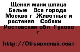 Щенки мини шпица Белые - Все города, Москва г. Животные и растения » Собаки   . Ростовская обл.,Гуково г.